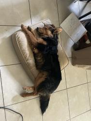 Reunited Male Dog last seen Near Lakeview Dr, Victorville, CA 92395, USA, Victorville, CA 92395
