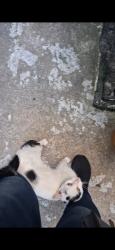 Found/Stray Female Cat last seen S 27th street and Oakford, grays ferry, south  philly, Philadelphia, PA 19113