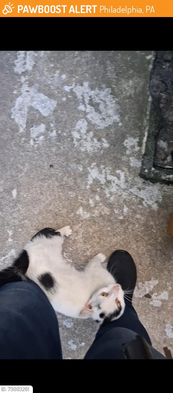 Found/Stray Female Cat last seen S 27th street and Oakford, grays ferry, south  philly, Philadelphia, PA 19113