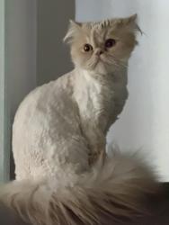 Lost Male Cat last seen N 73rd Street, Seattle, WA 98103