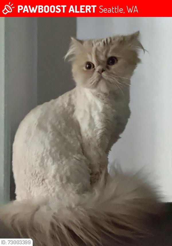 Lost Male Cat last seen N 73rd Street, Seattle, WA 98103