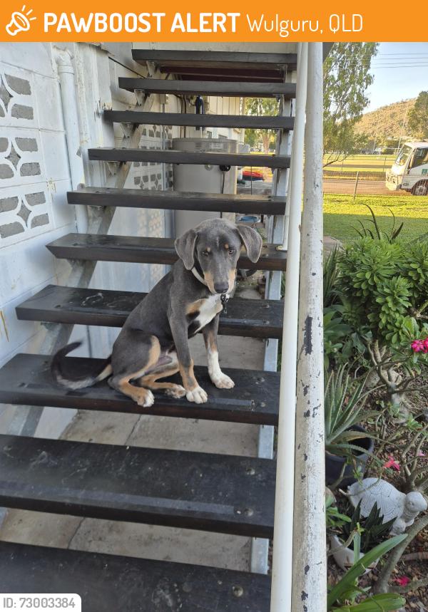 Found/Stray Male Dog last seen Edison street park, Wulguru, QLD 4811