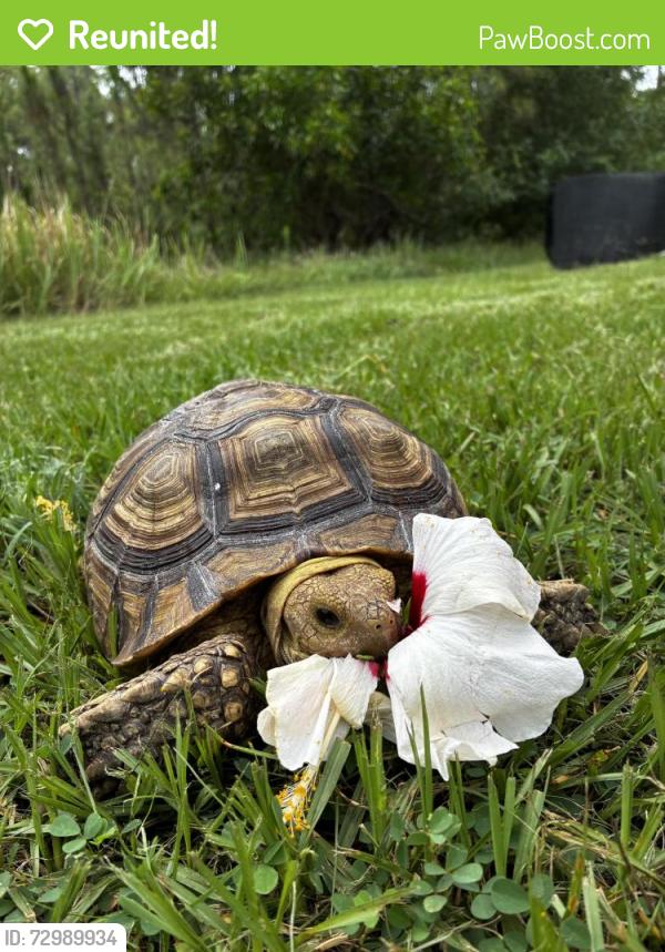 Reunited Male Reptile last seen 68th AVE NE , Naples, FL 34120