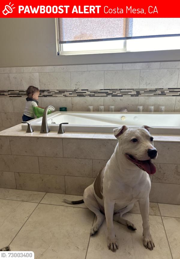 Lost Female Dog last seen Babb and Baker, Costa Mesa, CA 92626