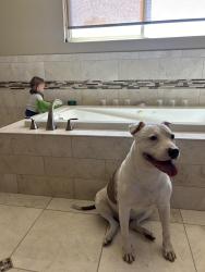 Lost Female Dog last seen Babb and Baker, Costa Mesa, CA 92626