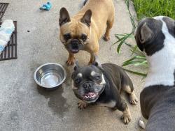 Found/Stray Female Dog last seen Gemstone trail, fossil lake, Arlington, TX 76002