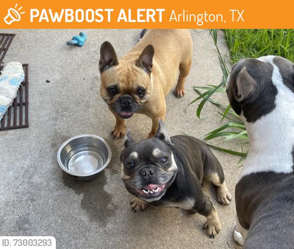 Found/Stray Female Dog last seen Gemstone trail, fossil lake, Arlington, TX 76002