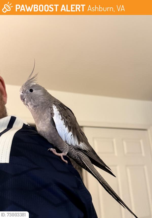 Found/Stray Unknown Bird last seen Bles Park , Ashburn, VA 20147