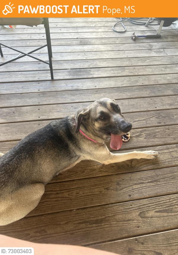 Found/Stray Female Dog last seen Vassar rd, Pope, MS 38658