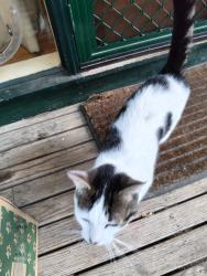 Found/Stray Unknown Cat last seen Mount Evelyn roundabout, Mount Evelyn, VIC 3796
