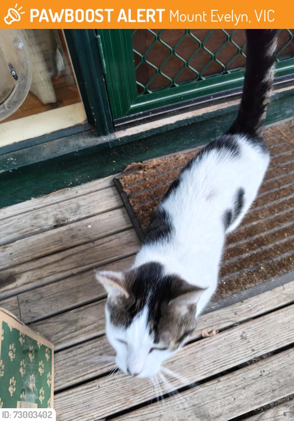 Found/Stray Unknown Cat last seen Mount Evelyn roundabout, Mount Evelyn, VIC 3796