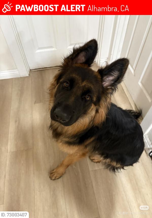 Lost Female Dog last seen linda vista ave and chapel, Alhambra, CA 91801