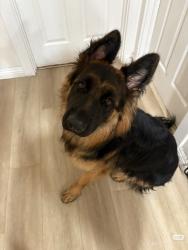 Lost Female Dog last seen linda vista ave and chapel, Alhambra, CA 91801