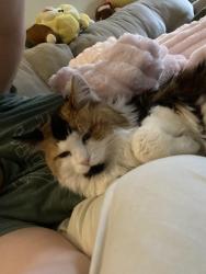 Lost Female Cat last seen Old Bremen Rd, Carrollton, GA 30117