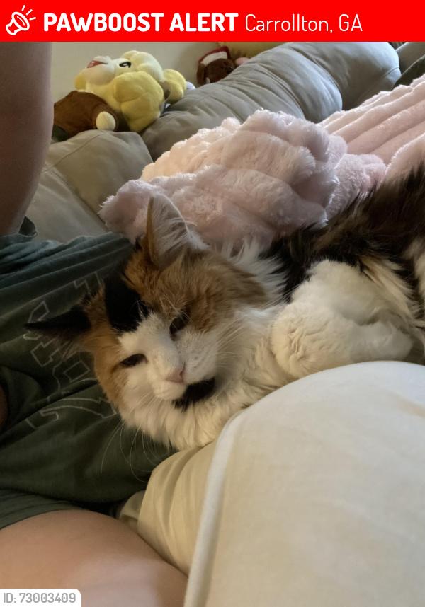 Lost Female Cat last seen Old Bremen Rd, Carrollton, GA 30117