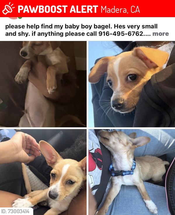 Lost Male Dog last seen madera loma linda lane, Madera, CA 93638