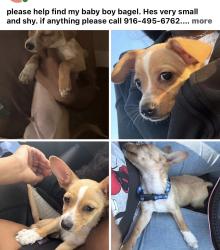 Lost Male Dog last seen madera loma linda lane, Madera, CA 93638