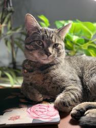 Reunited Male Cat last seen Main St, Orileys , Salem, VA 24153