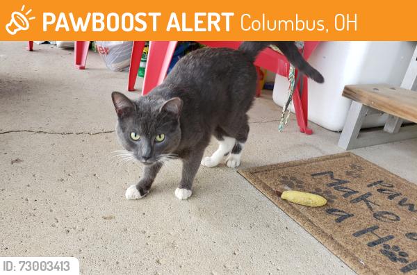 Found/Stray Male Cat last seen Scarlett Manor Mobile home park at Harmon Ave and Greenlawn Ave, Columbus, OH 43223