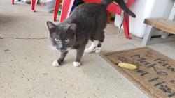 Found/Stray Male Cat last seen Scarlett Manor Mobile home park at Harmon Ave and Greenlawn Ave, Columbus, OH 43223