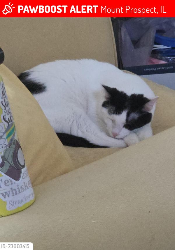 Lost Male Cat last seen Route 83 and Northwest highway , Mount Prospect, IL 60056