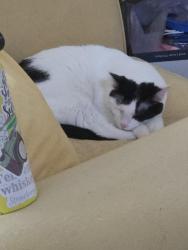 Lost Male Cat last seen Route 83 and Northwest highway , Mount Prospect, IL 60056