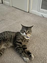 Reunited Male Cat last seen Seabury Ave, Webster, NY 14580