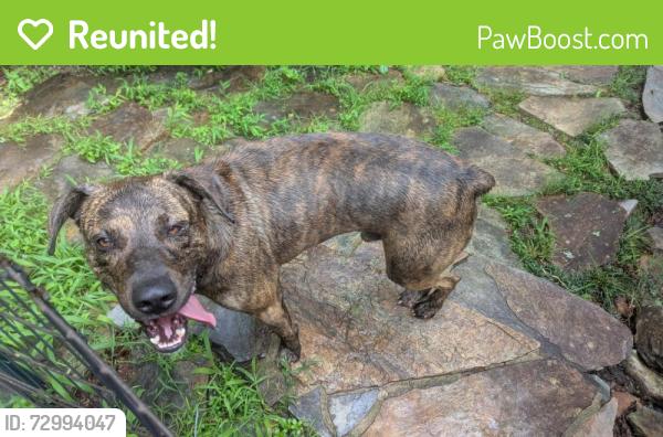 Reunited Male Dog last seen Gap Creek and and Rhodes Lane, Slater-Marietta, SC 29661