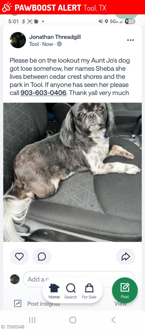 Lost Female Dog last seen Near oak circle tool, TX 75143, Tool, TX 75143