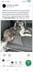 Lost Female Dog last seen Near oak circle tool, TX 75143, Tool, TX 75143