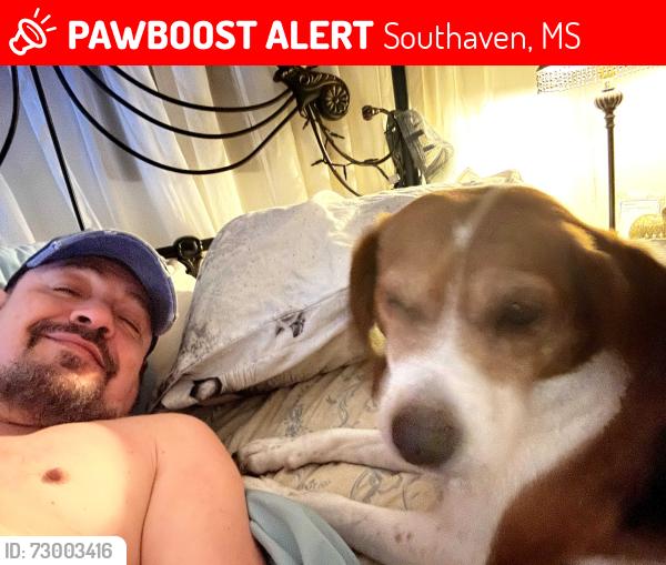 Lost Male Dog last seen Carrolton Drive West, Southaven, MS 38671