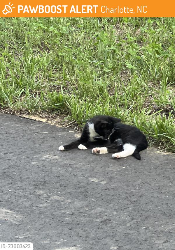 Found/Stray Unknown Cat last seen Albemarle rd park, Charlotte, NC 28212