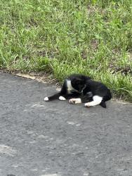Found/Stray Unknown Cat last seen Albemarle rd park, Charlotte, NC 28212