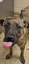 Reunited Female Dog last seen Lake Washington rd , Melbourne, FL 32935
