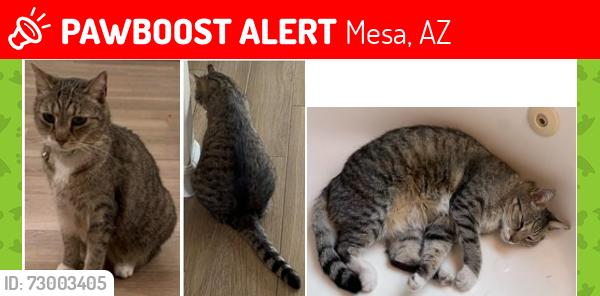 Lost Female Cat last seen Lindsay and Fox or Brown Road and Lindsay, Mesa, AZ 85213