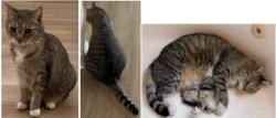 Lost Female Cat last seen Lindsay and Fox or Brown Road and Lindsay, Mesa, AZ 85213