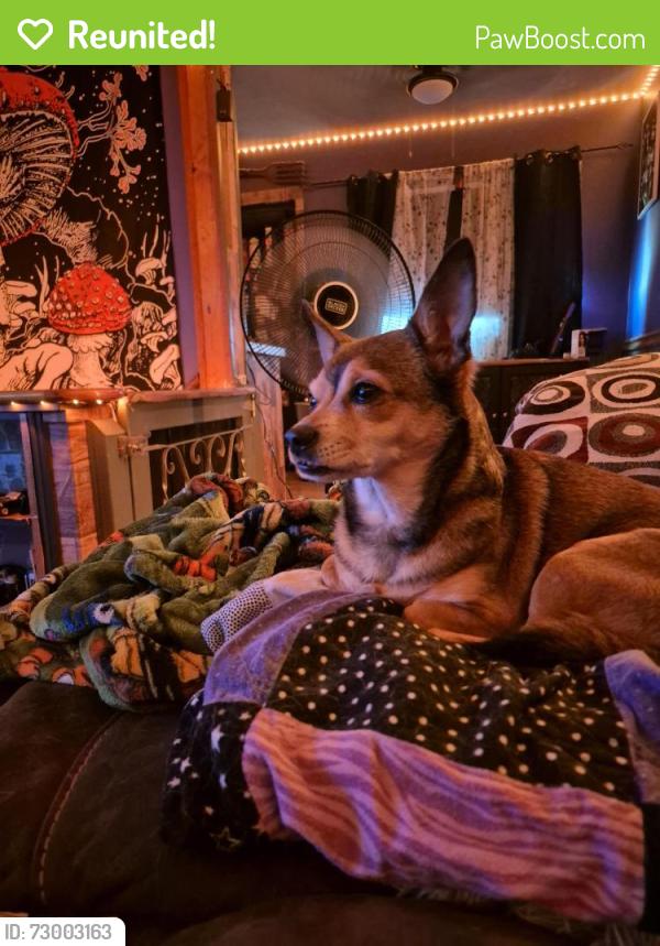 Reunited Male Dog last seen Basin and susquehanna, Allentown, PA 18103