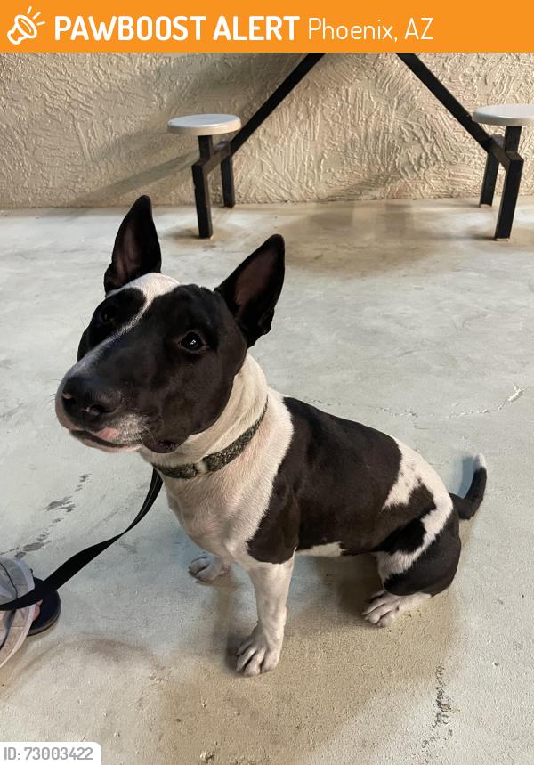 Found/Stray Male Dog last seen indian school and hayden scottsdale, Phoenix, AZ 85018