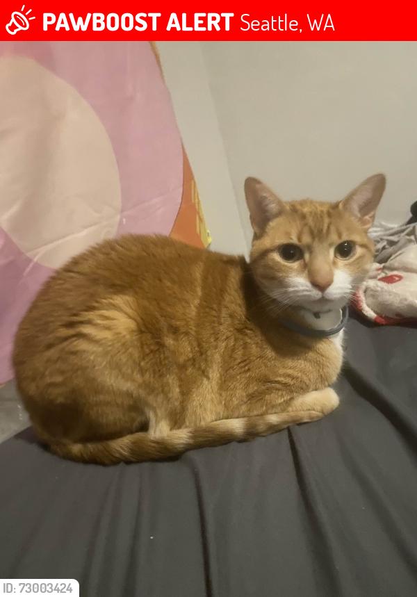 Lost Male Cat last seen Near U district student housing: pacific sunrise. , Seattle, WA 98105