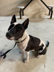 Found/Stray Male Dog last seen indian school and hayden scottsdale, Phoenix, AZ 85018