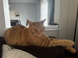 Lost Male Cat last seen Cronk CRT. , Oshawa, ON L1K 0S4