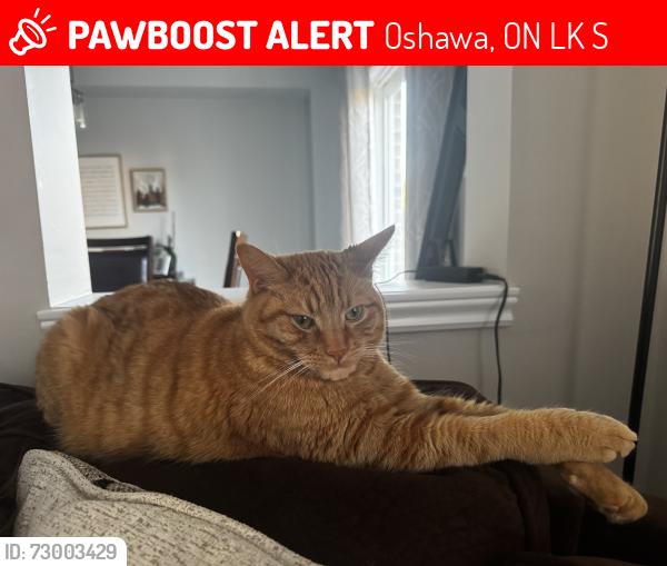 Lost Male Cat last seen Cronk CRT. , Oshawa, ON L1K 0S4