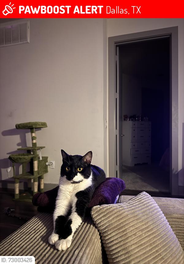 Lost Male Cat last seen Churchill Way and Park Central Drive, Dallas, TX 75251