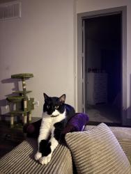 Lost Male Cat last seen Churchill Way and Park Central Drive, Dallas, TX 75251
