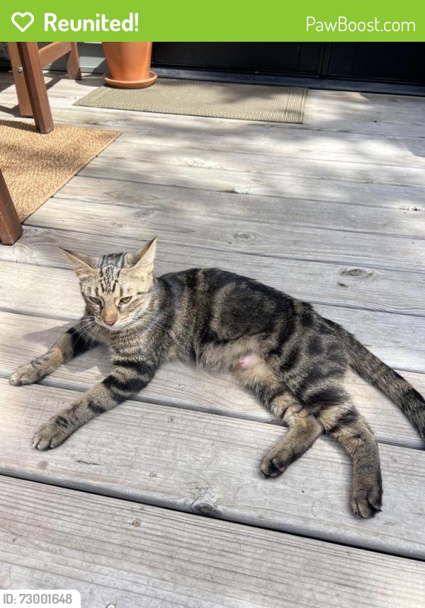 Reunited Female Cat last seen Near Reinhard and Jaeger , Columbus, OH 43206