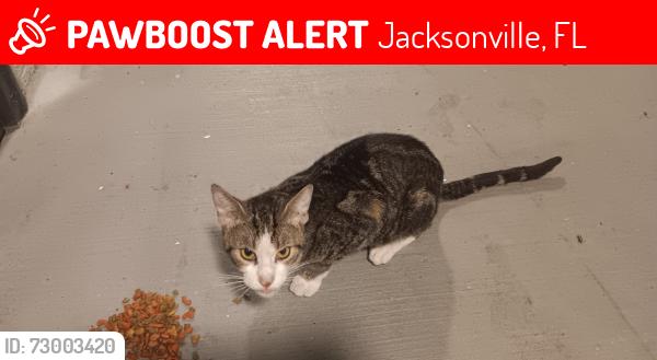 Lost Female Cat last seen Behinded publix, Jacksonville, FL 32244