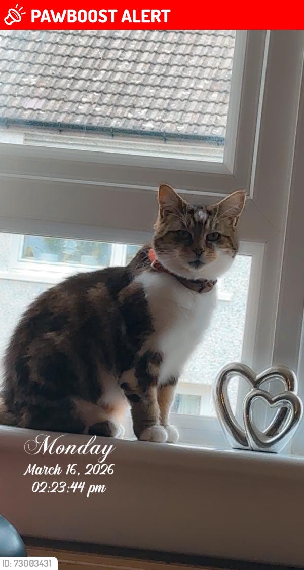 Lost Female Cat last seen Edinburgh , Edinburgh, Scotland EH13 9LE