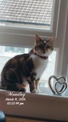Lost Female Cat last seen Edinburgh , Edinburgh, Scotland EH13 9LE