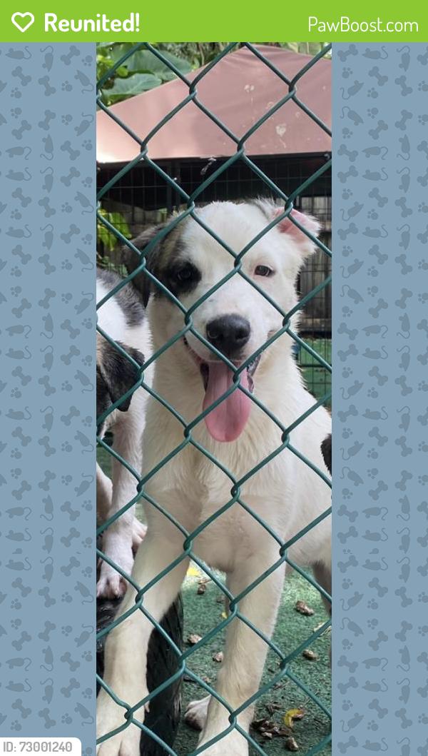 Reunited Female Dog last seen Elko road, Sandston, VA 23150