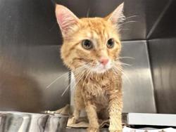 Shelter Stray Male Cat last seen N LAKELINE BLVD, Williamson County, TX, 1855 SE Inner Loop, Georgetown, TX 78626, USA